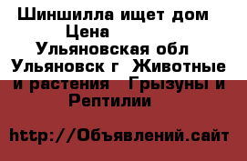 Шиншилла ищет дом › Цена ­ 1 800 - Ульяновская обл., Ульяновск г. Животные и растения » Грызуны и Рептилии   